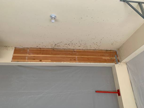 Asbestos and Lead Testing During Mold Inspection in Clarence Center, NY